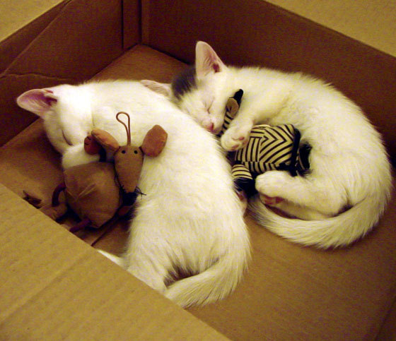 kaiyun.com-中澳接力对决全程紧咬 成为焦点，中澳对立