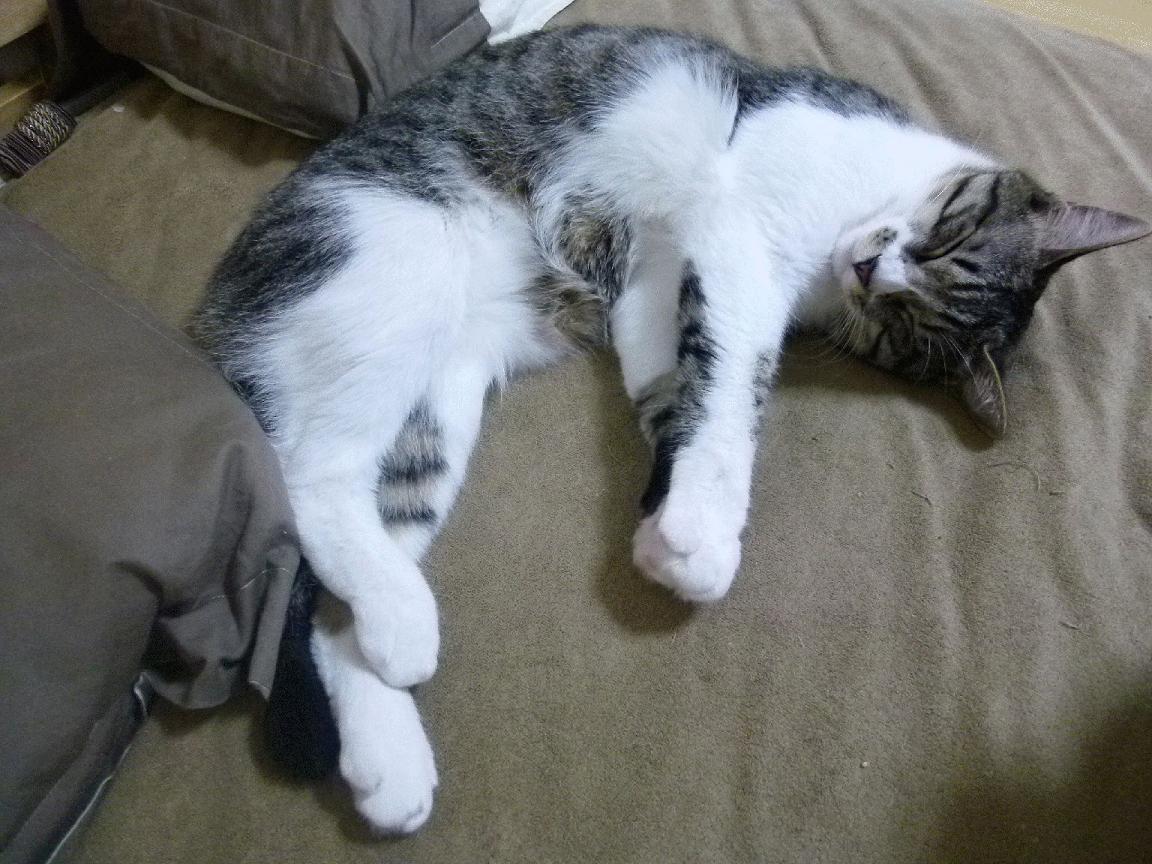 Kaiyun(中国)开云-保利娜·亚历山德拉·普费夫10米跳台决赛精彩亮相