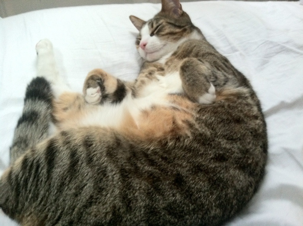 开云·体育官网APP下载-大型国际足球赛事体育科技创新引领，确保比赛顺利进行，哪些足球赛事是国际大赛