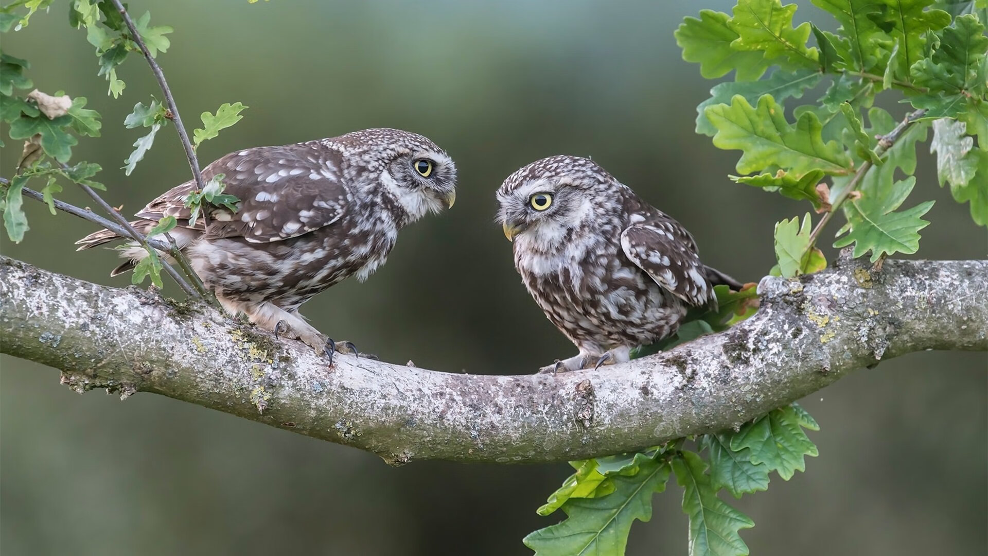 kaiyun中国官方网站-法国女子队有望成为全球橄榄球新亮点,法国橄榄球运动员日历