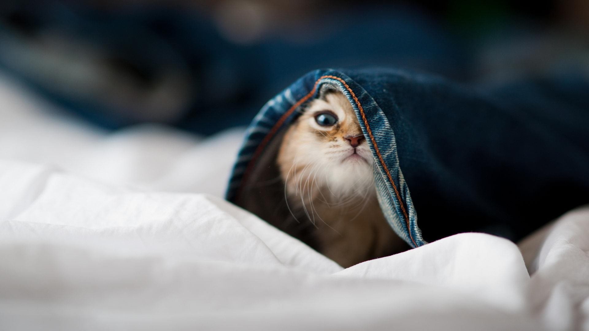 开云入口-苏格兰橄榄球联赛的商业化道路稳步推进，苏格兰law球员